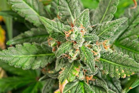 indica flower turned on|Indica Flowering Time Indoors: Guide for Growers